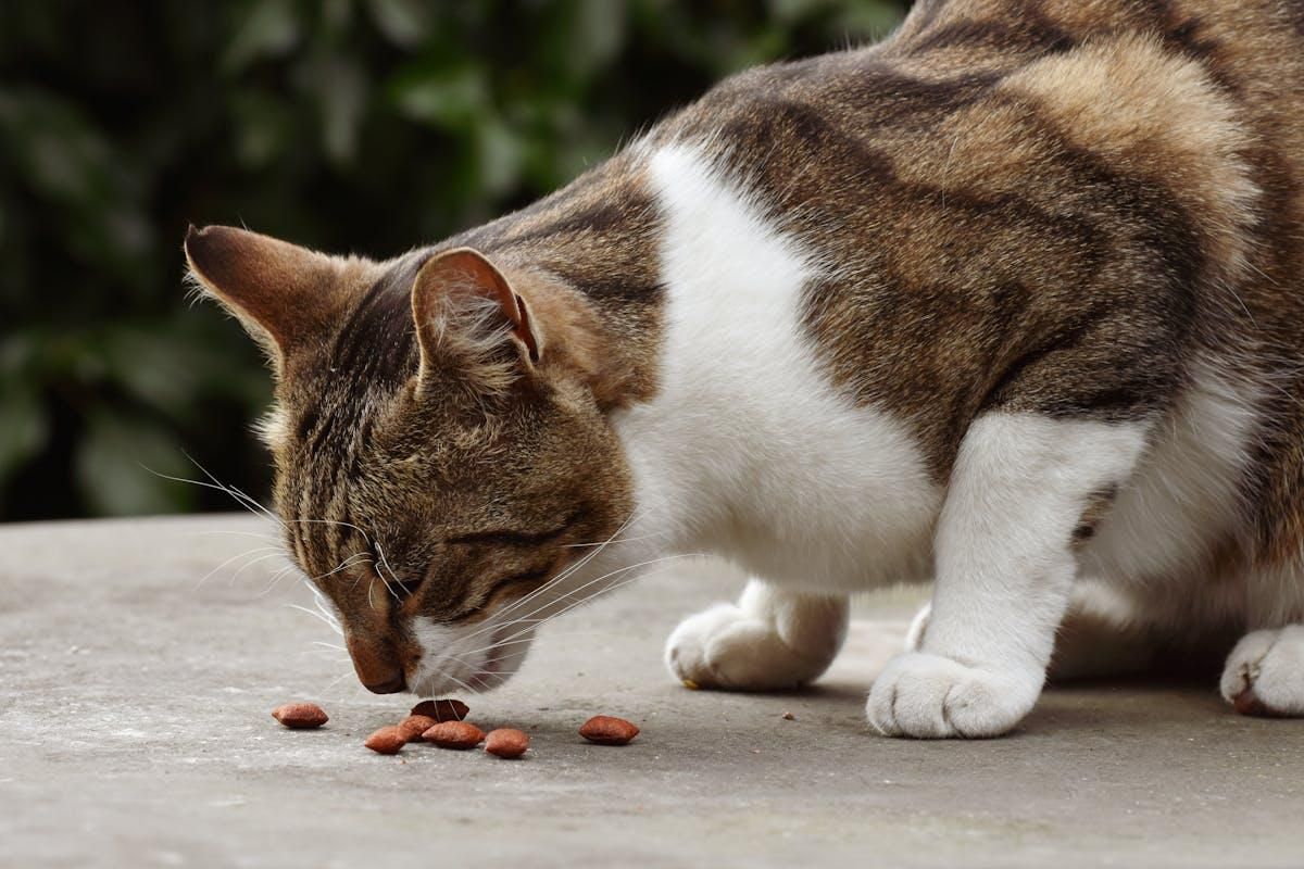 Apa Kucing Bisa Merasakan Rasa Manis? Ini Penjelasannya