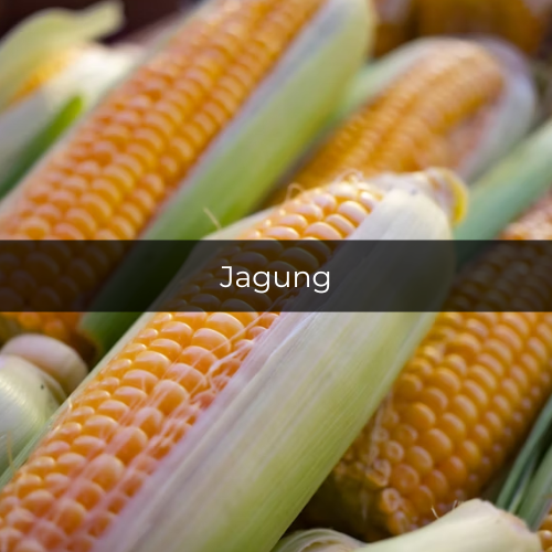 Potret jagung (unsplash.com/supardisign)