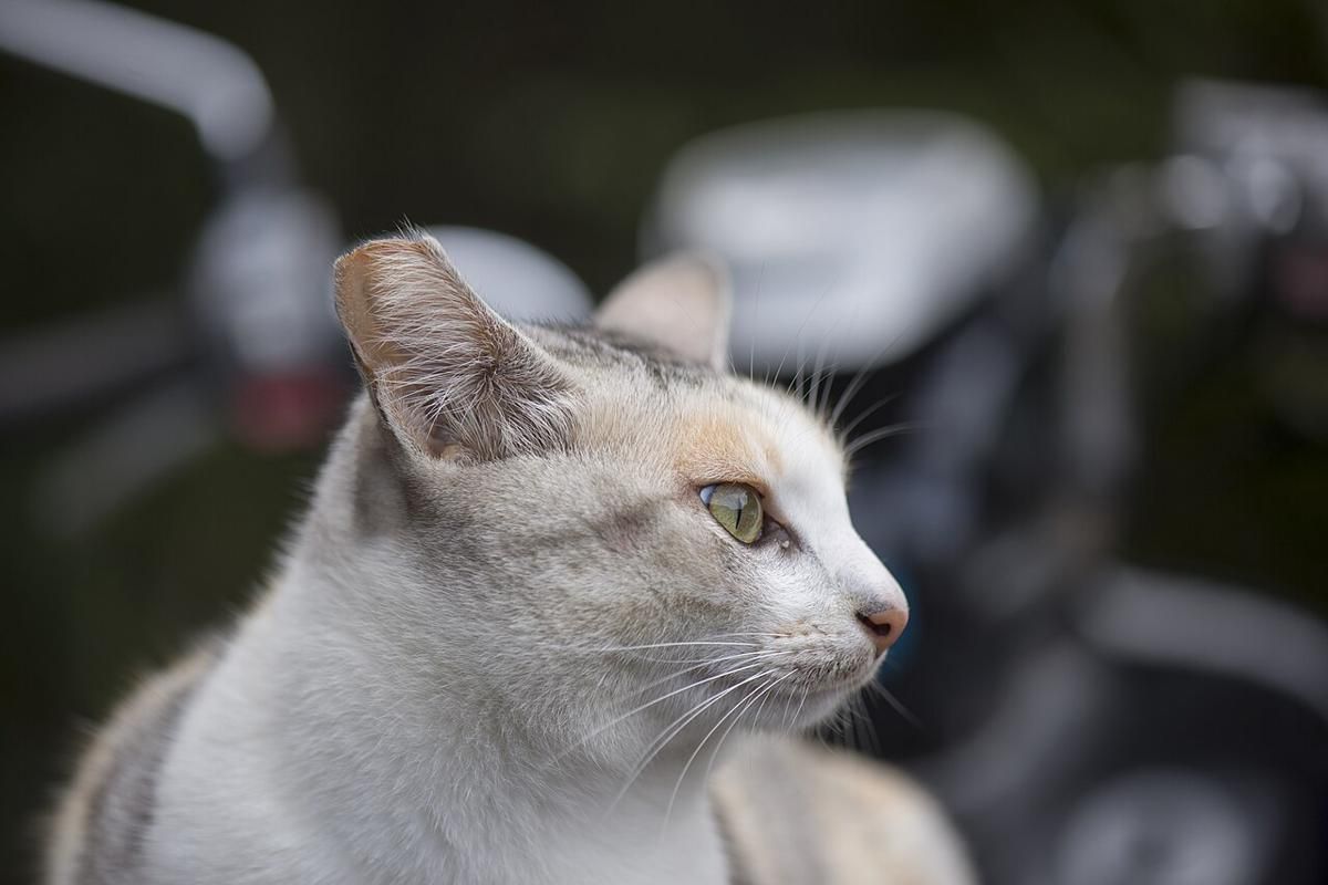 Kenapa Populasi Kucing Domestik Bisa Merusak Lingkungan? Ini Faktanya