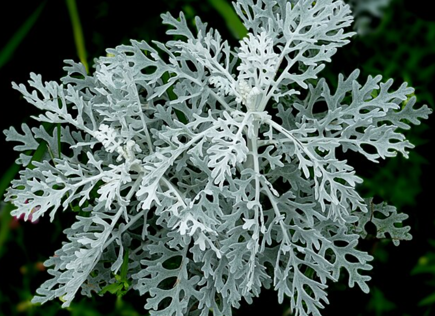 5 Tanaman Hias Daun Silver yang Membuat Interior Lebih Glamor