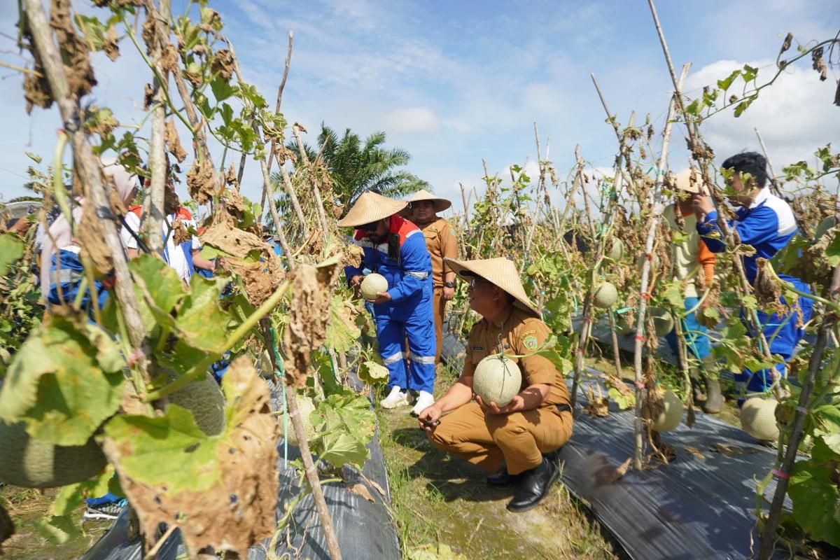 Melon Berbuah Berkah! Pertamina dan Petani Giri Mukti Panen Raya