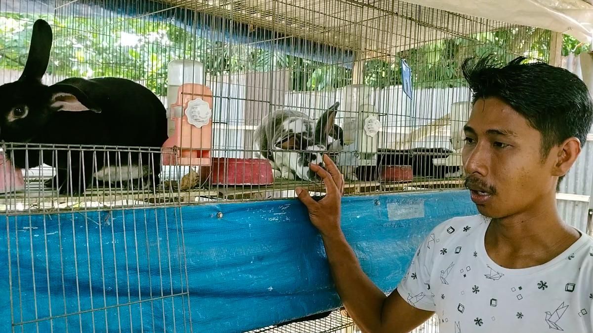 Peternak dan Kolektor di Patumbak Rugi, 18 Kelinci Hias Dicuri Maling