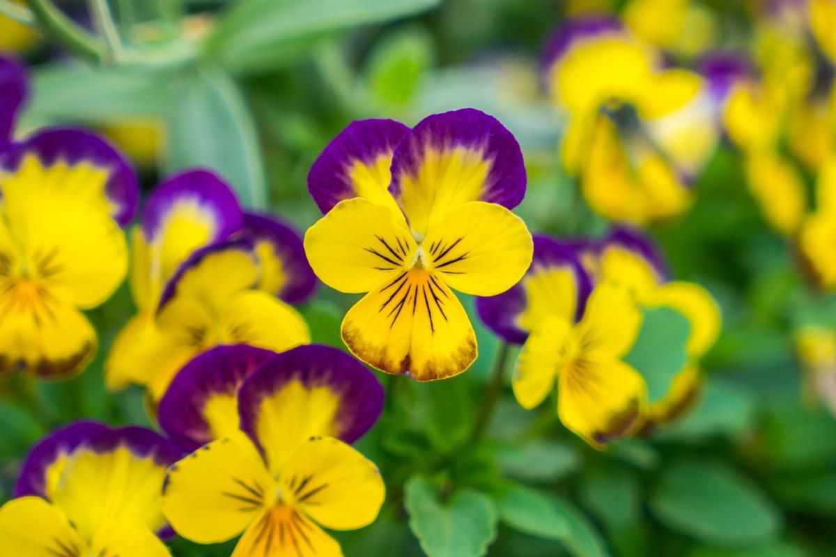 5 Edible Flower yang Bisa Jadi Pewarna Alami dalam Makanan dan Minuman