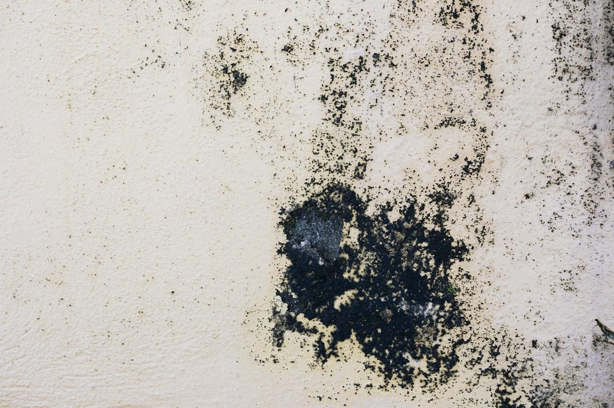 5 Cara Mencegah Black Mold Jamur Hitam di Kamar Kos, Jaga Kebersihan