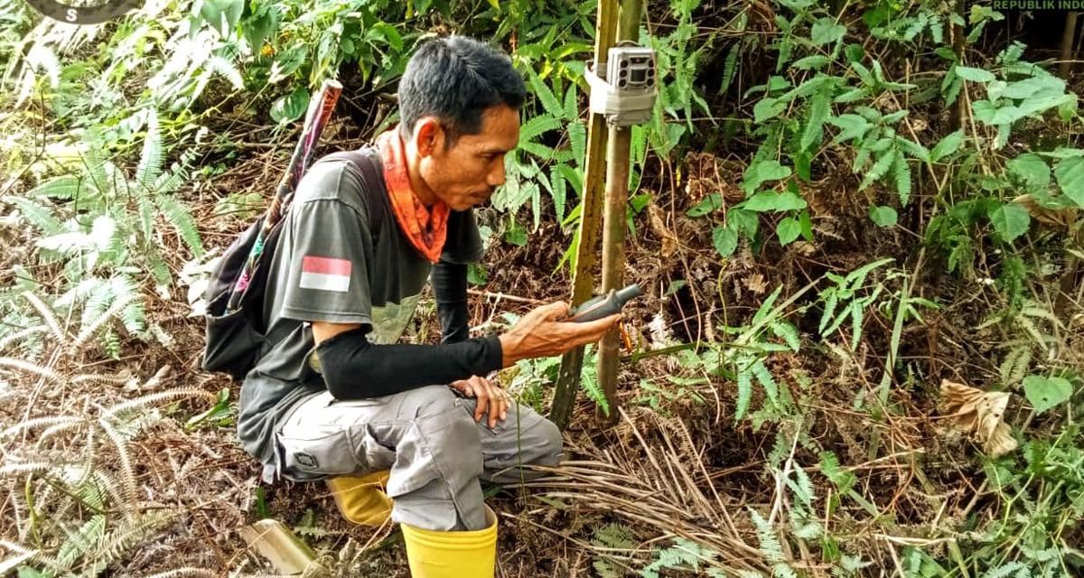 4 Sapi Ternak Mati di Langkat, BKSDA Pasang Kamera Trap Pantau Harimau