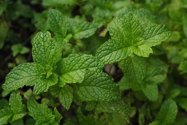 Resep Ramuan Daun Mint untuk Meredakan Sakit Tenggorokan