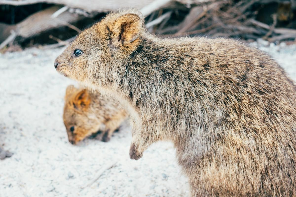 Quokka: Hewan Paling Bahagia yang Jadi Selebgram Pulau Rottnest
