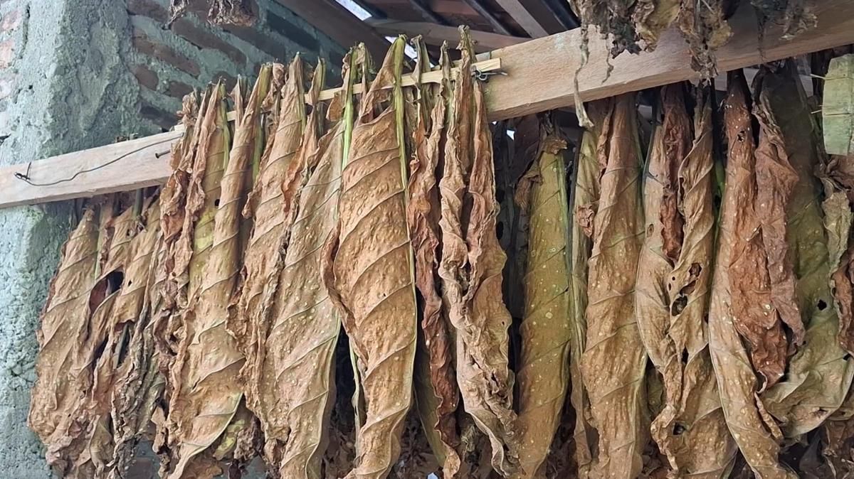 Industri Rokok Setop Serap Panen, Petani Tembakau Terancam Rugi Triliunan Rupiah