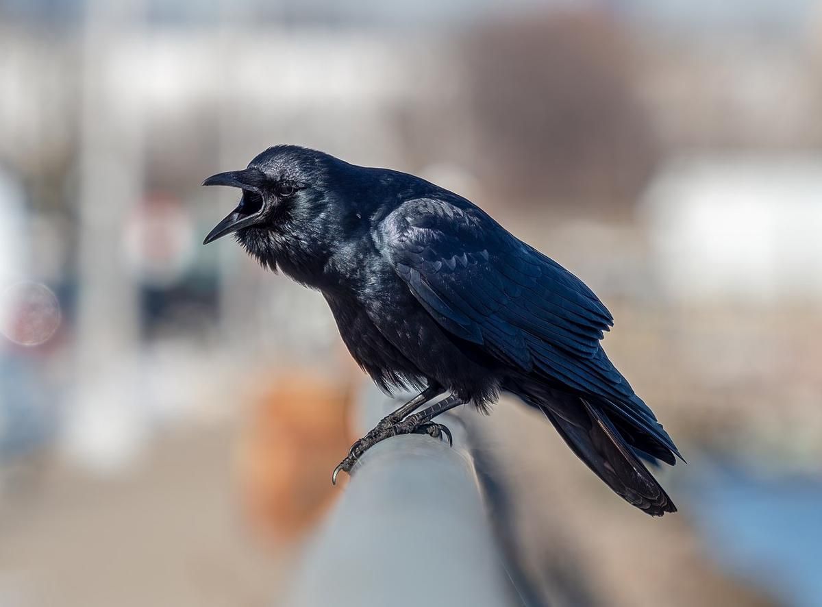 Bagaimana Burung Bertahan Hidup di Perkotaan yang Padat?