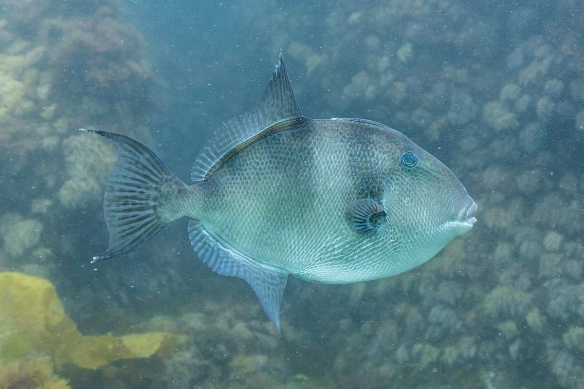 5 Fakta Menarik Sirip Ikan, Gak Cuma untuk Berenang
