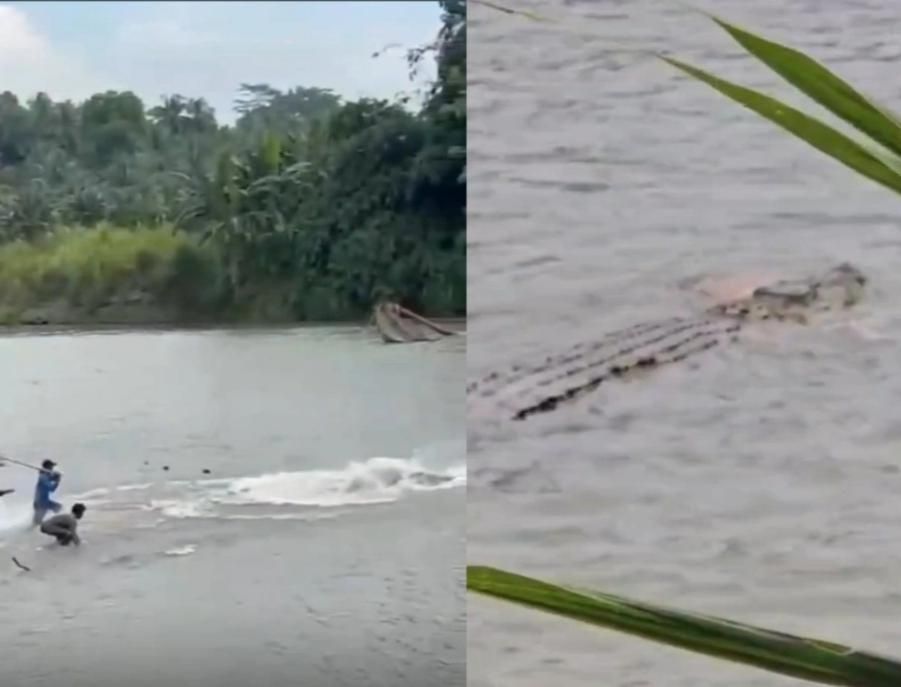 Geger! Warga Tanggamus Serang Buaya sedang Gigit Pria Lansia