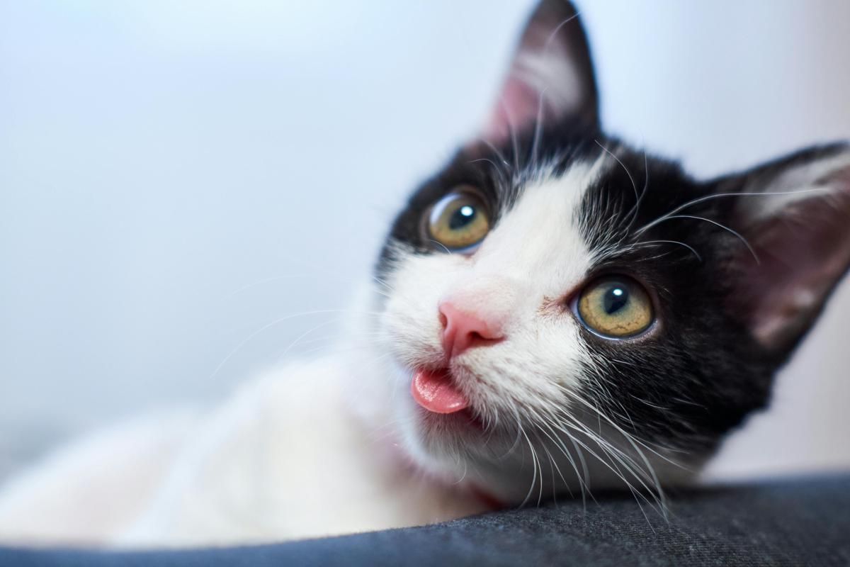 Apakah Warna Mata Kucing Bisa Berubah?