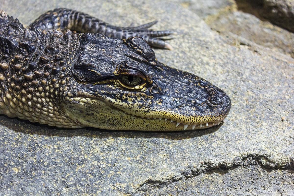 5 Reptil Unik Endemik Amerika Serikat, Mencakup Ular hingga Kura-kura!