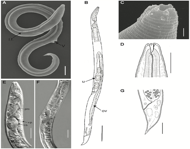 5 Fakta Nematoda Purba Siberia, Hidup Lagi setelah 46.000 Tahun Mati