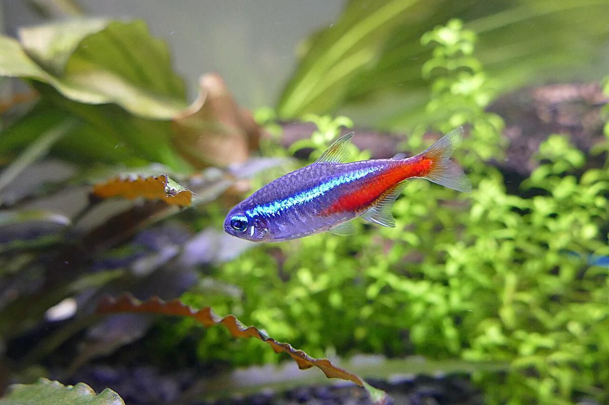 Mengenal Neon Tetra, Ikan Hias Cantik Anggota Genus Paracheirodon