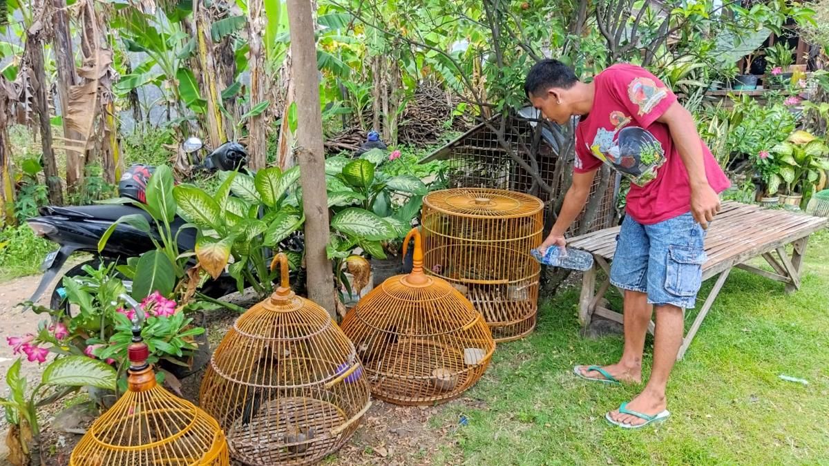Tukang Rosok di Magetan Sukses Budidaya Ayam Hutan Hijau