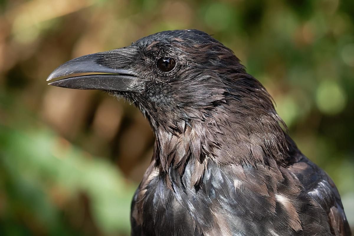 5 Trivia Burung Gagak, si Hitam yang Kecerdasaannya Luar Biasa!