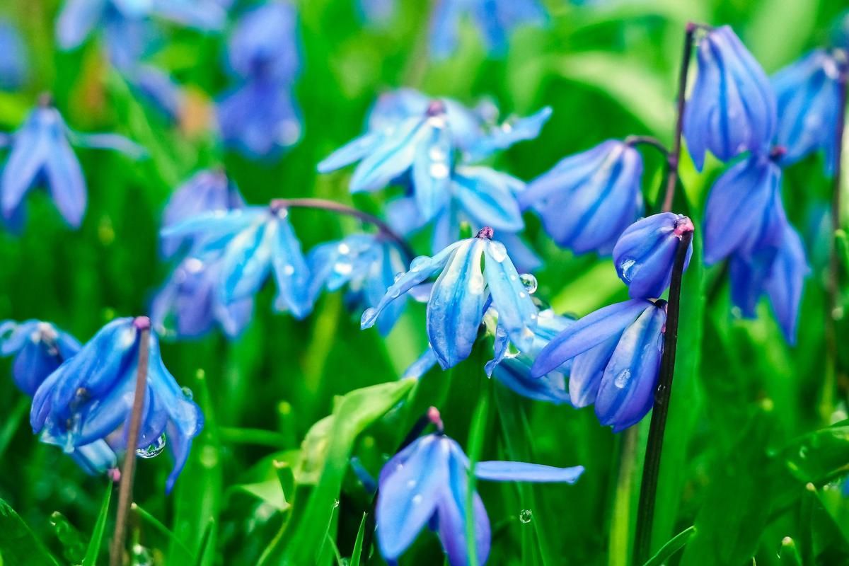 8 Fakta Bluebell, Melambangkan Kerendahan Hati dan Kesetiaan