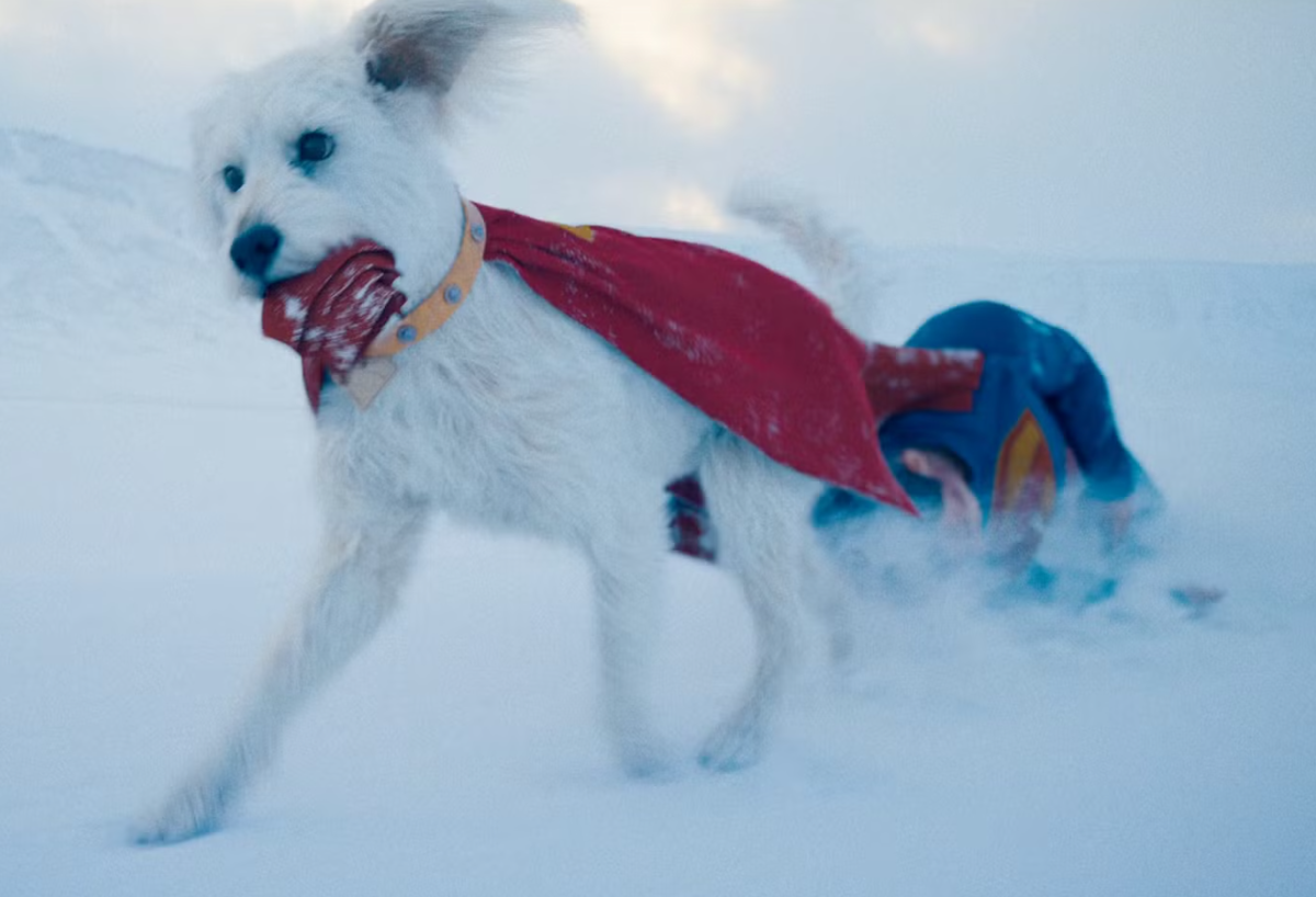 [QUIZ] Apakah Kamu Mampu Merawat Krypto Anjing Superman?