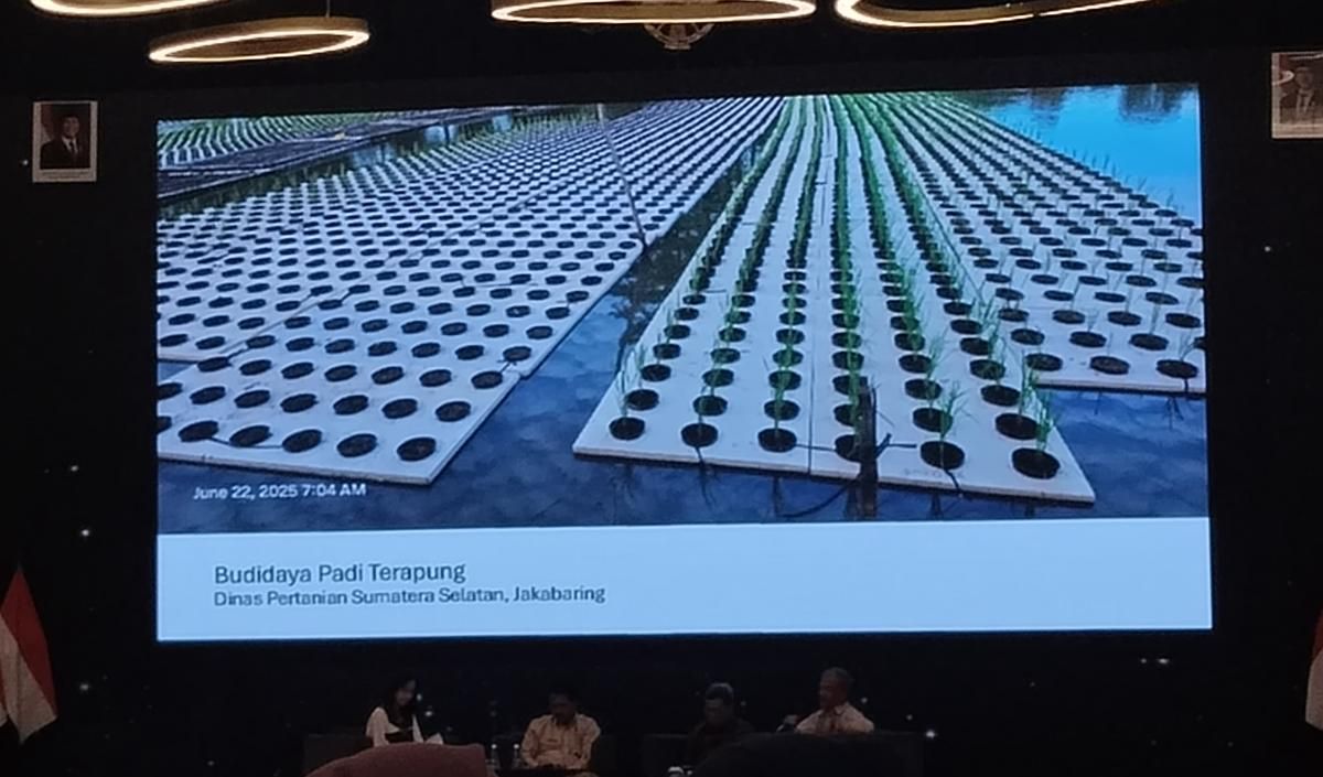 Budidaya Padi Terapung, Strategi Dorong Produksi Gabah saat Banjir