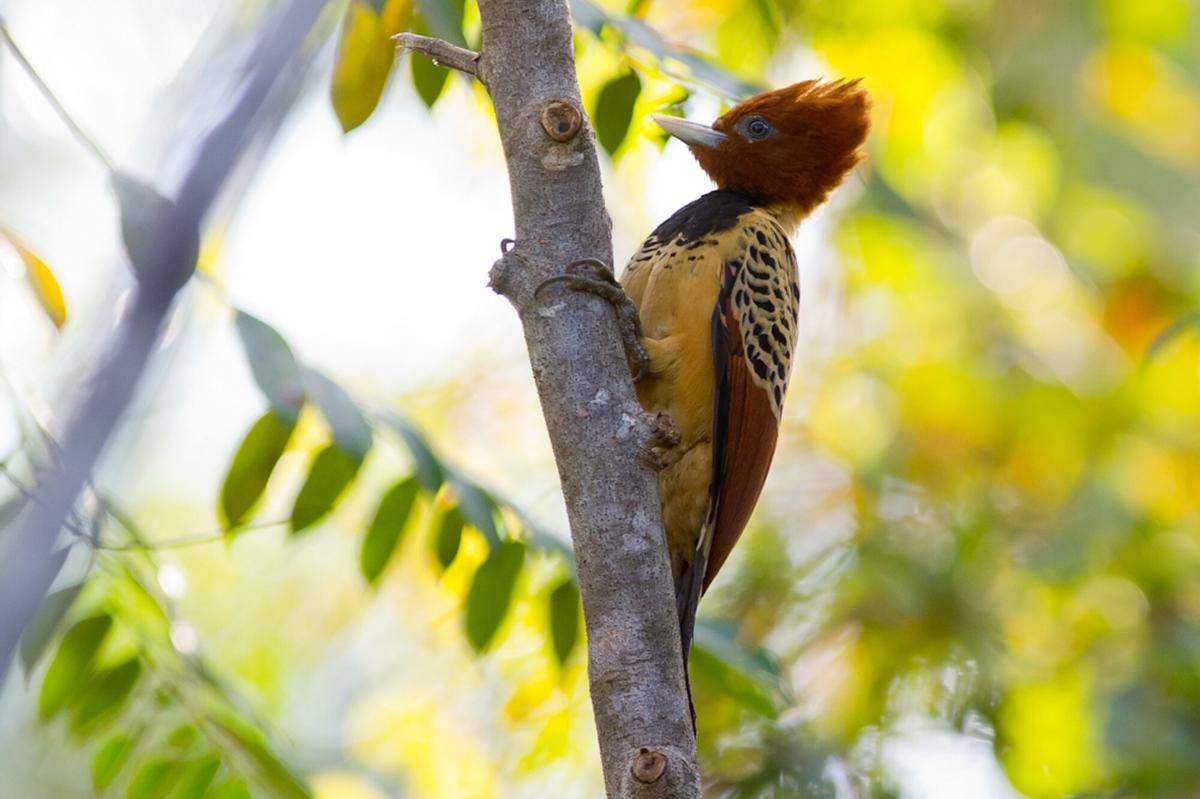 Hilang selama 80 Tahun, Ini 5 Fakta Menakjubkan Kaempfer’s Woodpecker!
