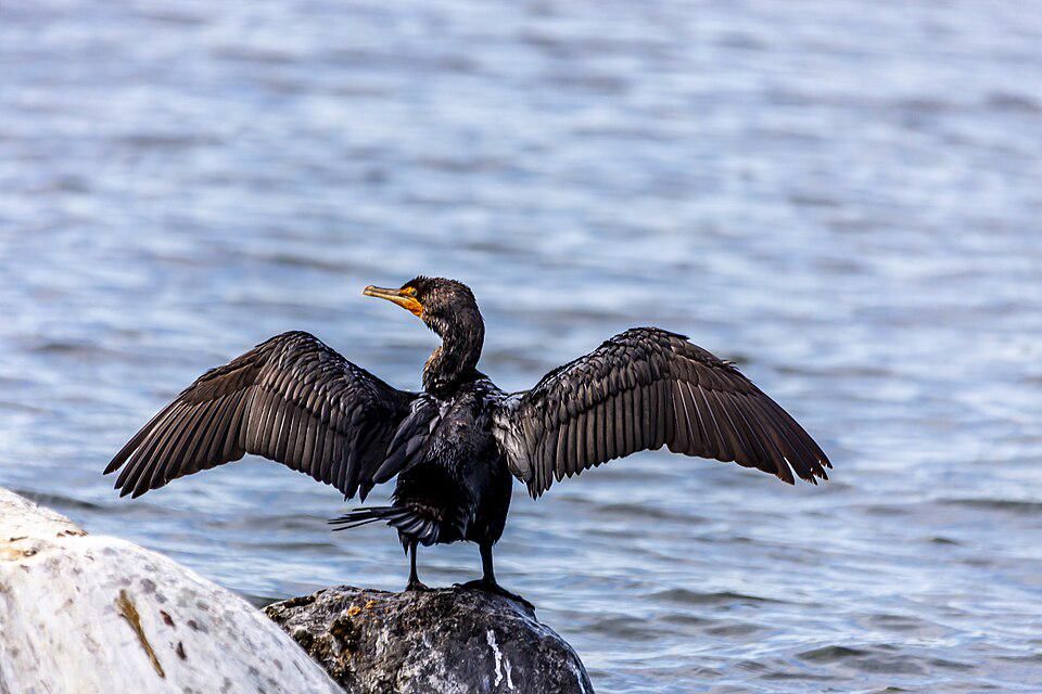 12 Spesies Burung Kormoran Genus Phalacrocorax, Persebarannya Luas! 