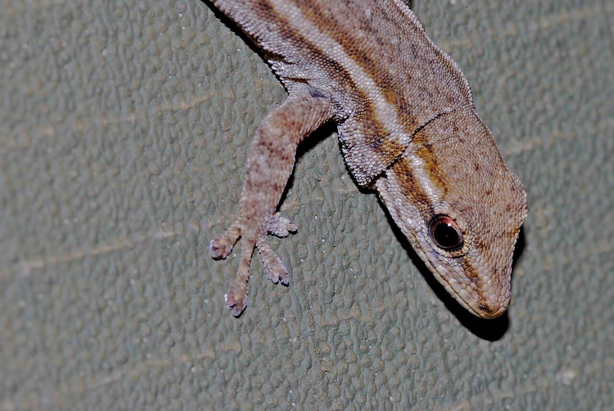 5 Reptil Terkecil di Dunia, Lebih Kecil dari Jari Manusia!