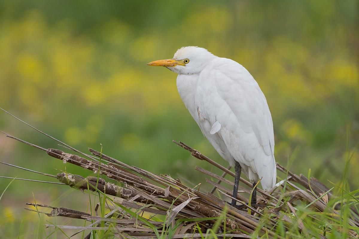 5 Fakta Menarik Evolusi Burung, Ternyata Burung Merupakan Keturunan dari Reptil!