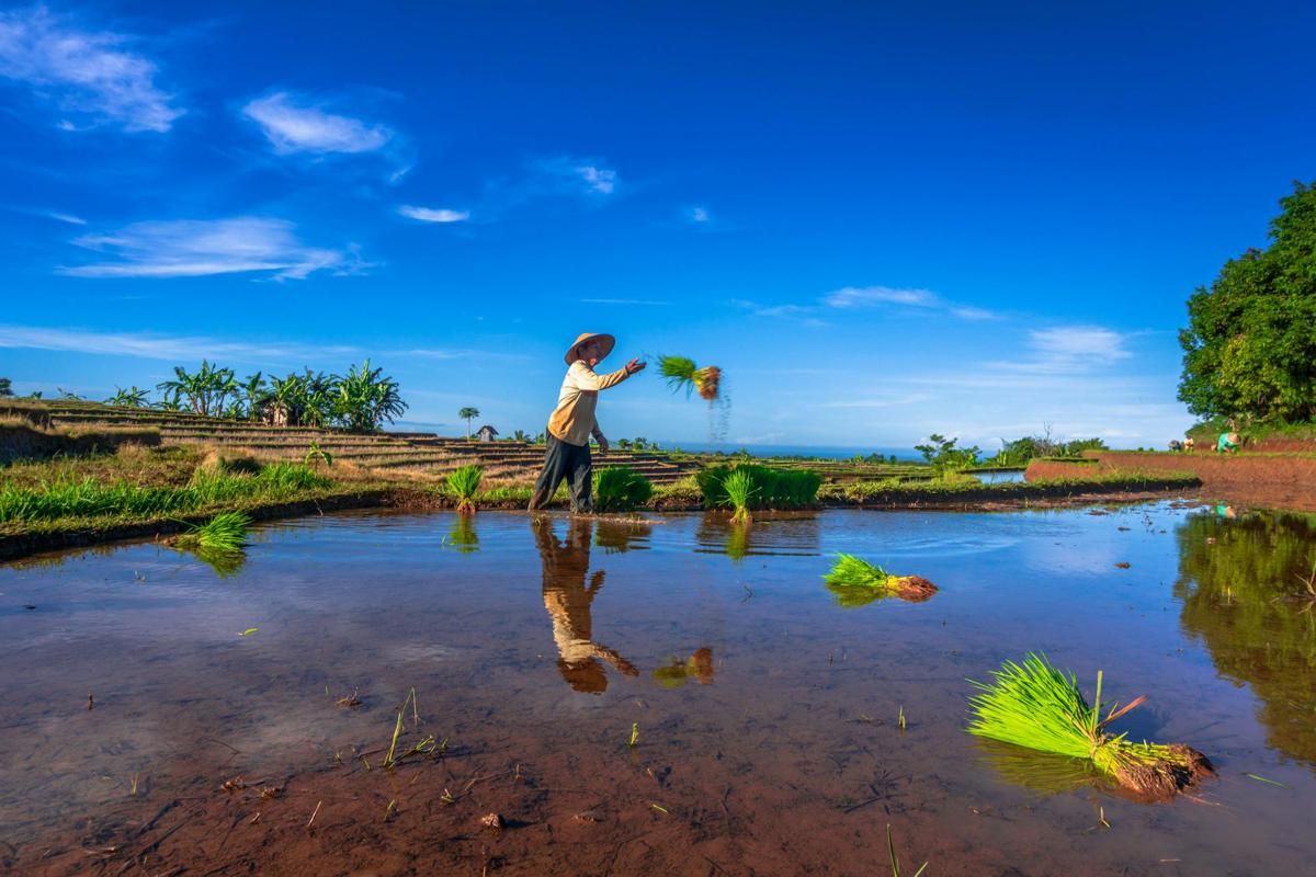  Ngawu-awu, Tradisi Menanam Petani Gunungkidul sebelum Musim Hujan
