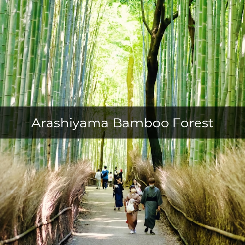 Potret Arashiyama Bamboo Forest di Jepang (unsplash.com/duonguyen)