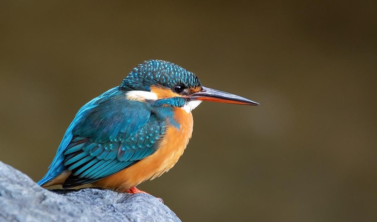 5 Fakta Alcedo Atthis, Berperan sebagai Penanda Kualitas Lingkungan!