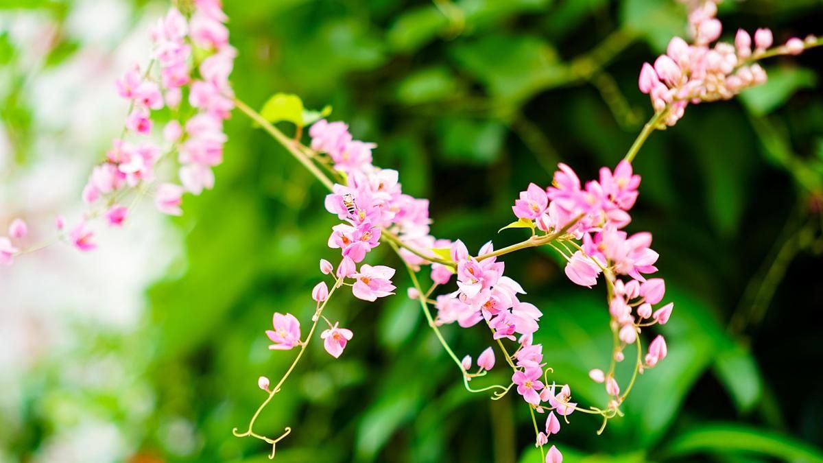 6 Bunga Cantik yang Bersifat Invasif, Jangan Asal Tanam!
