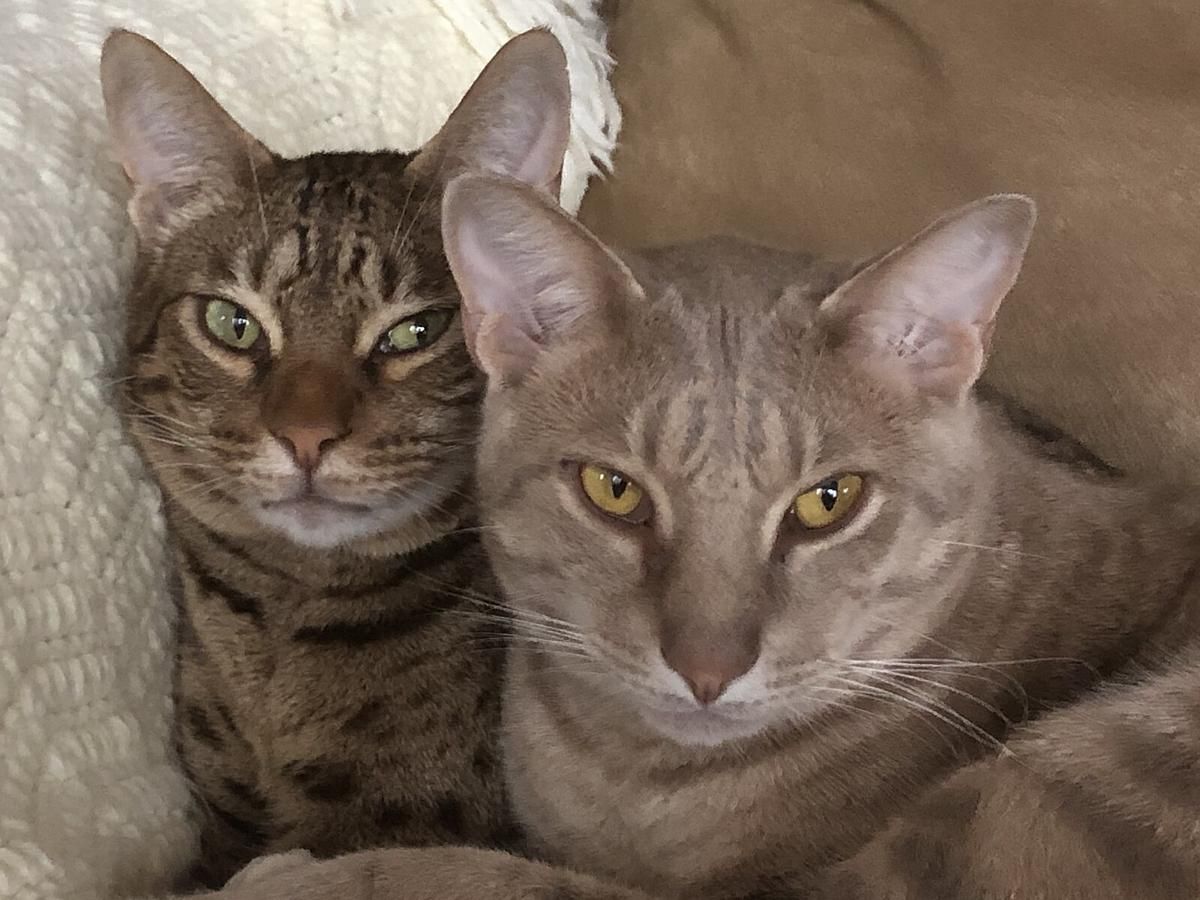 5 Fakta Unik Ocicat, Kucing Cerdas yang Suka Bergaul