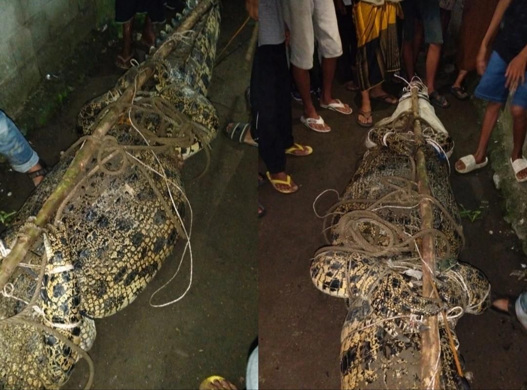 Pasca Evakuasi Buaya, BKSDA Imbau Warga Sungai Way Semaka Waspada