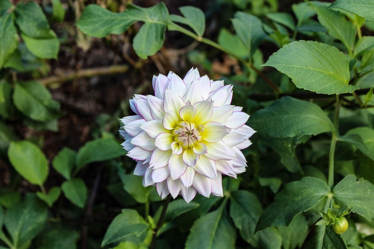 4 Fakta Bunga Dahlia, Jadi Obat untuk Penderita Diabetes