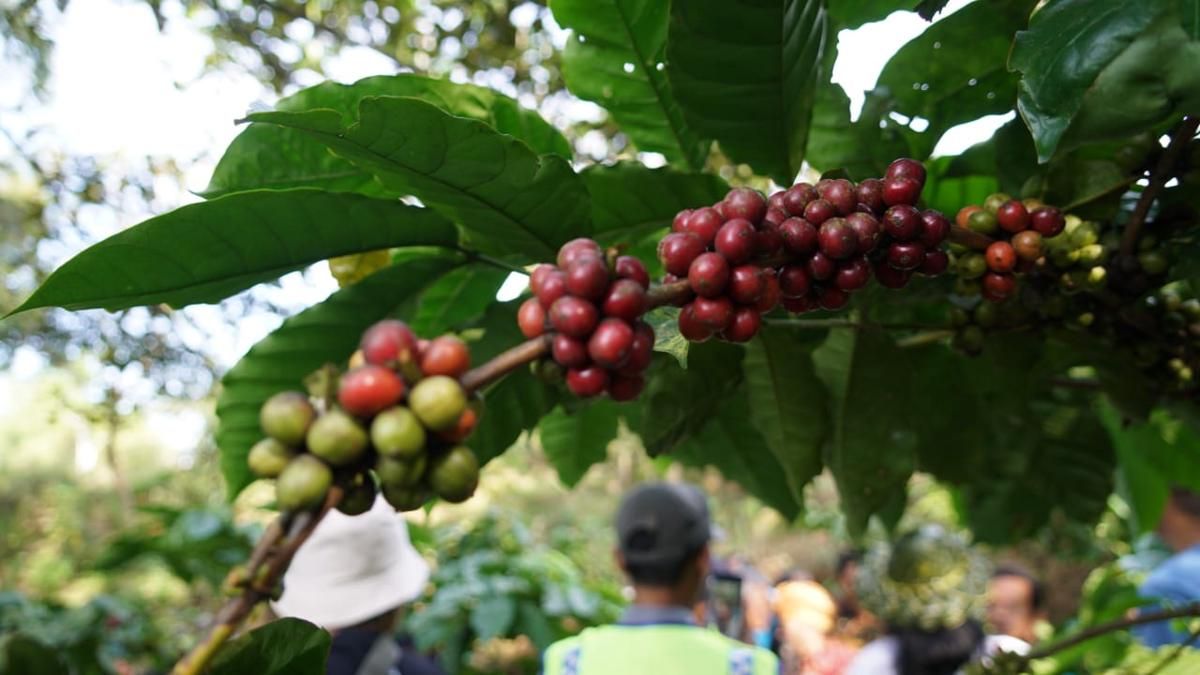 Selain Wisata Religi, Gunung Gambar Gunungkidul juga Jadi Sentra Kopi 