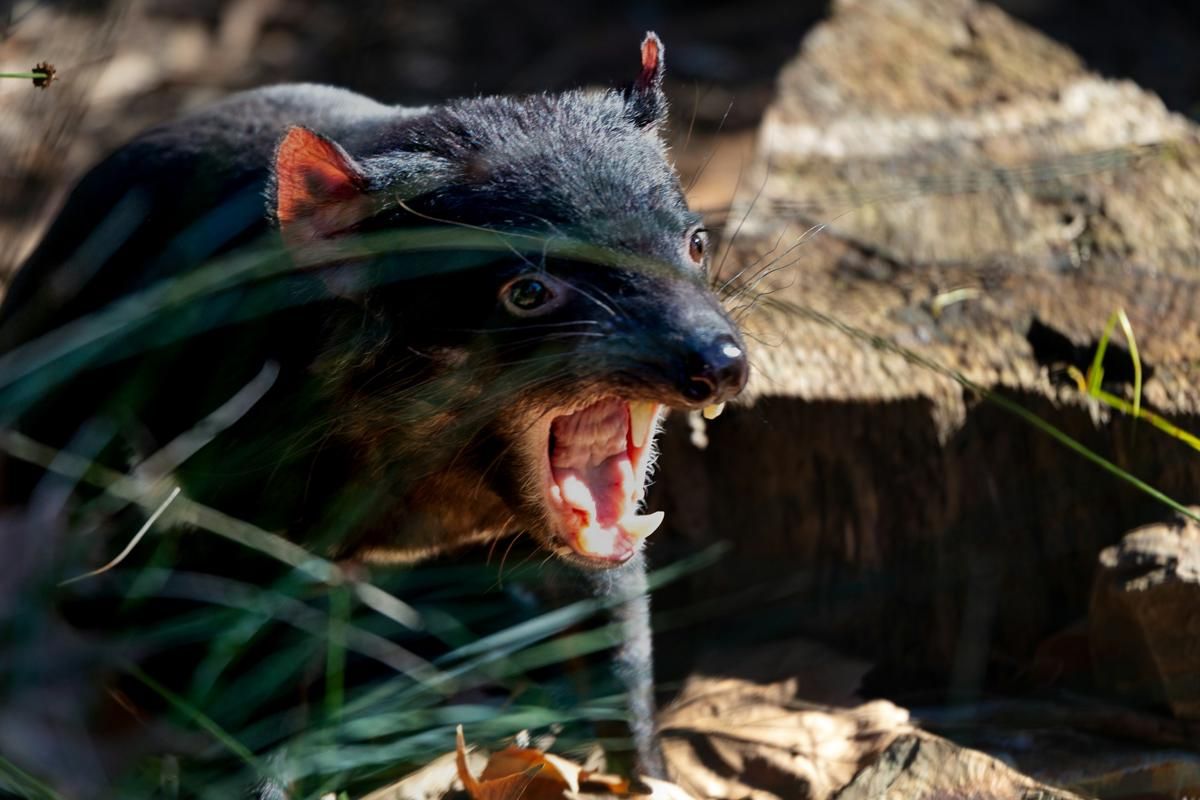 5 Hewan Tasmania yang Tidak Bisa Ditemukan di Australia