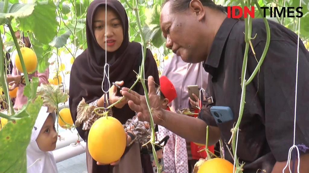 Sensasi Liburan di Kebun Melon Karanglo, Petik Sendiri dan Nikmati 