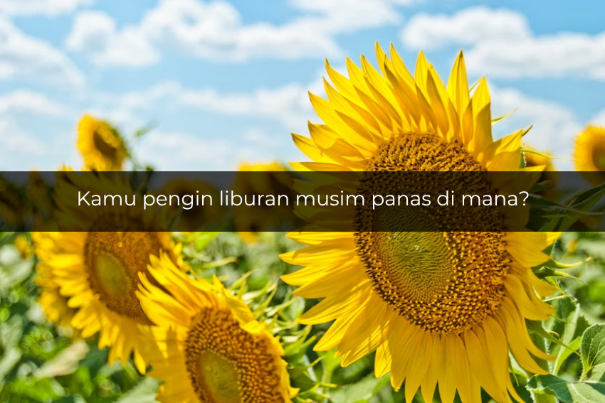 Potret bunga matahari musim panas (unsplash.com/notevilbird)
