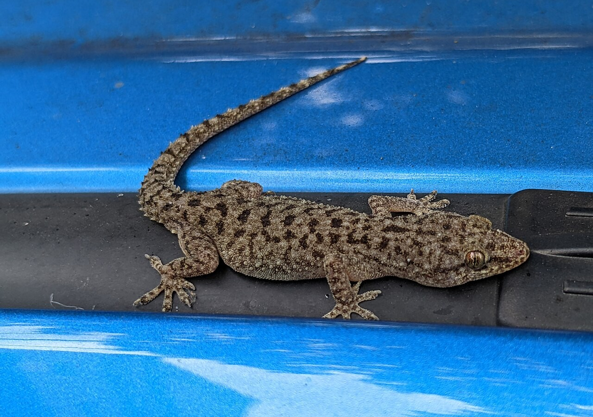 Bagaimana Cara Reptil Hidup di Kota yang Padat?