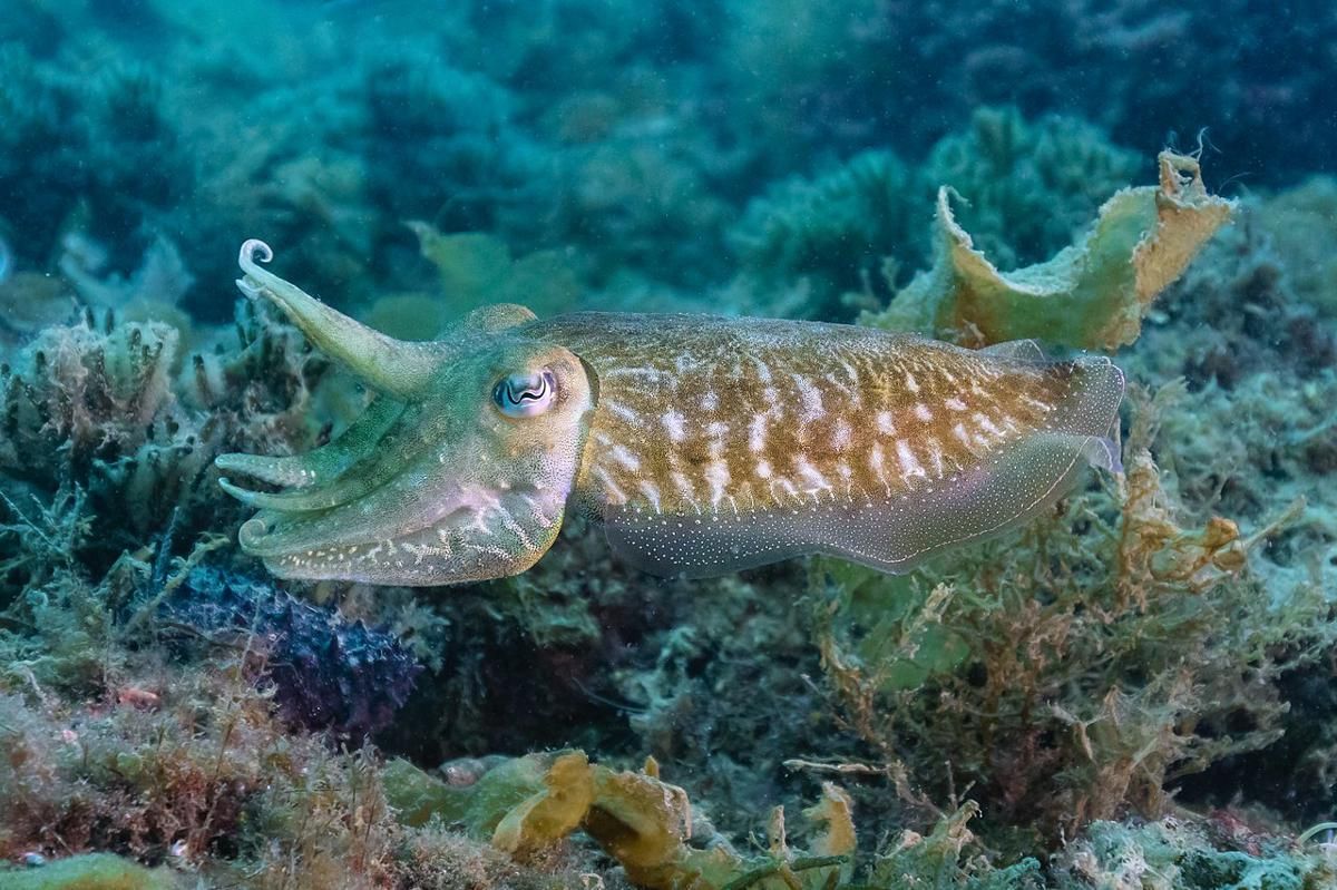 5 Fakta Unik Sotong Eropa, Tak Cuma Bisa Mengubah Warna Kulit