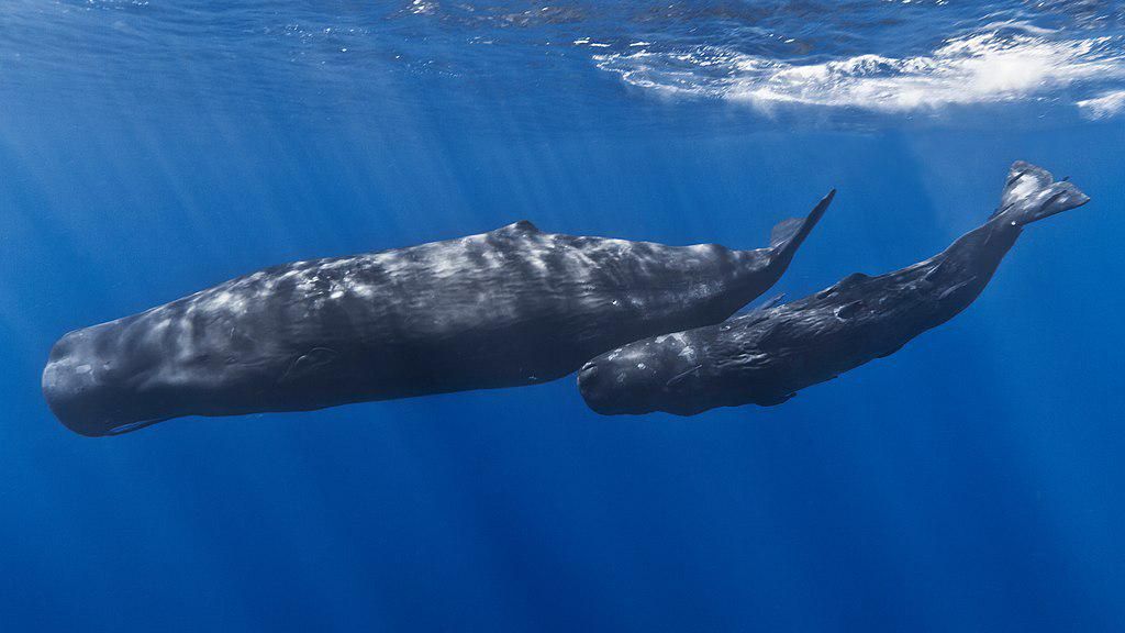 4 Fauna Menggunakan Kotorannya untuk Melawan Predator