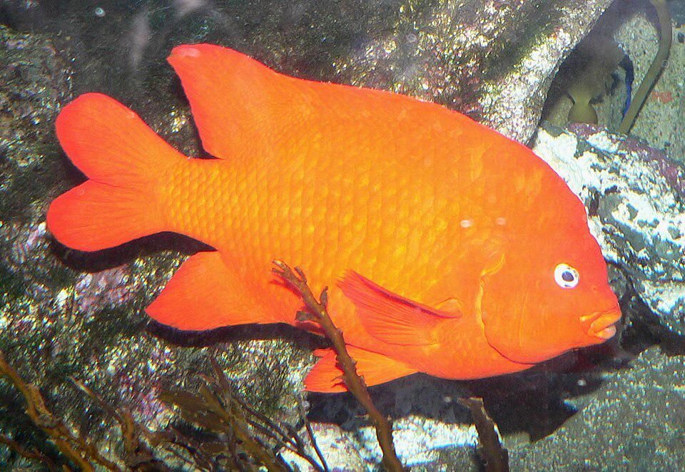  5 Fakta Garibaldi, Ikan Warna Cerah yang Sangat Protektif pada Sarang