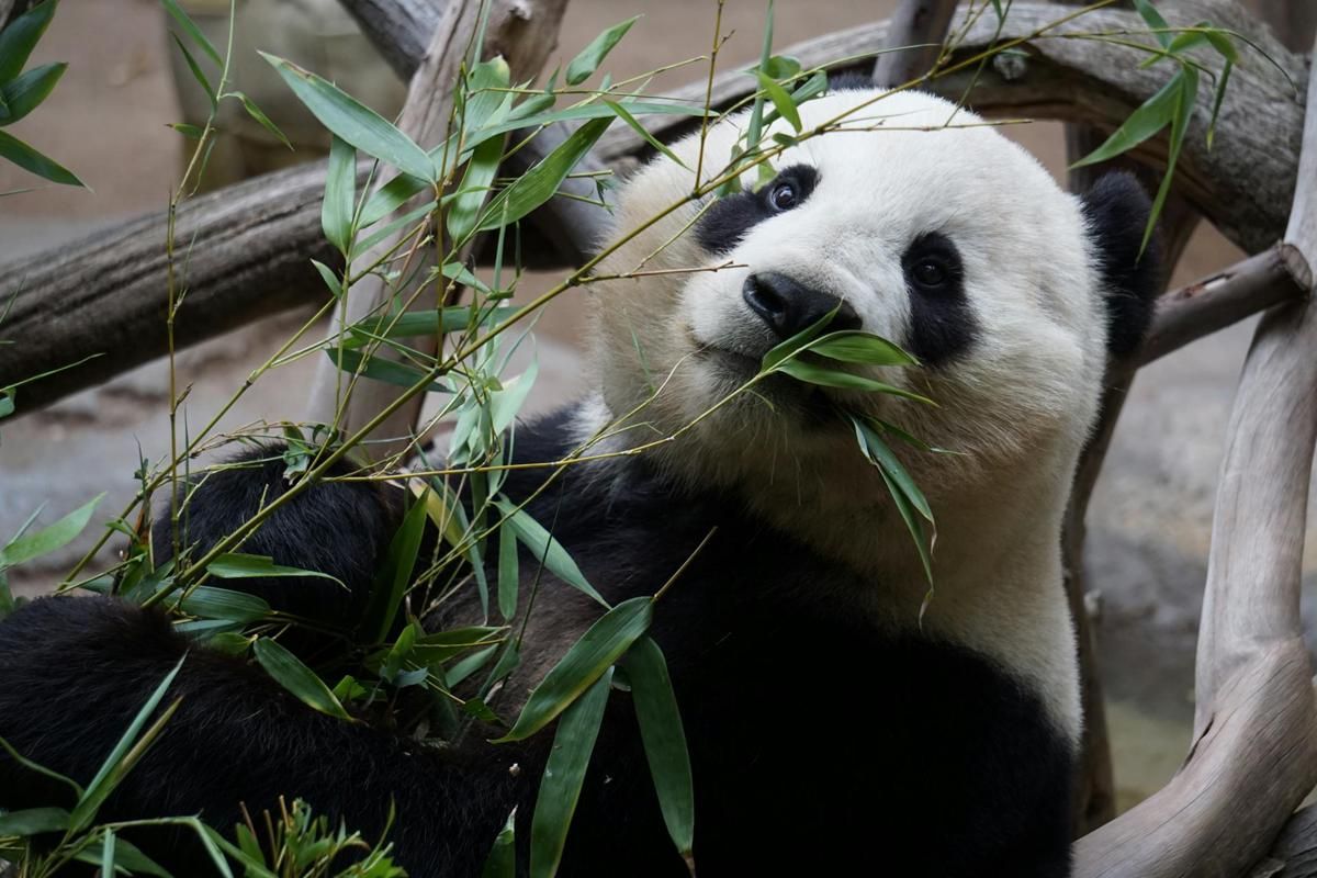 5 Tempat Terbaik untuk Melihat Panda Raksasa di China, Menggemaskan! 