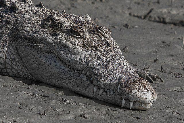 5 Trivia Menarik Buaya, Bukan Sekadar Reptil Ganas yang Haus Darah!