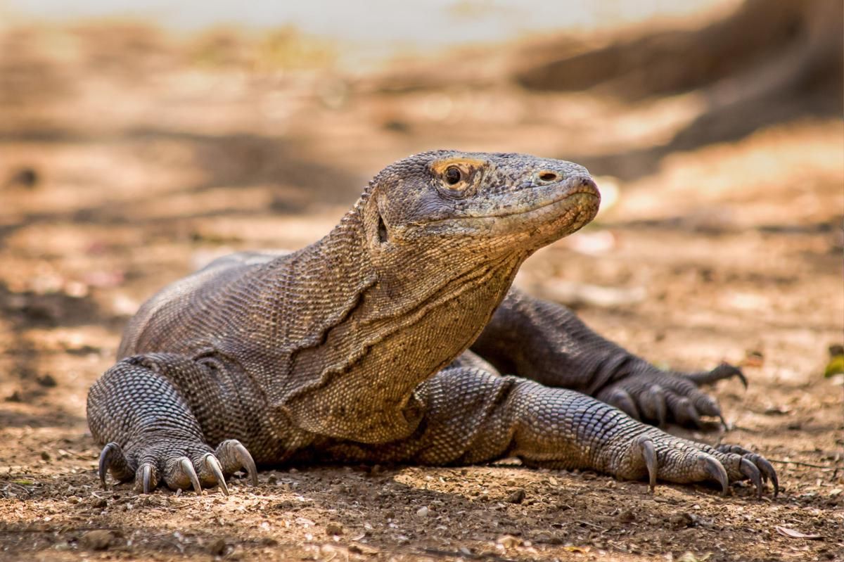 6 Fakta Unik Komodo, Reptil Purba yang Cuma Ada di Indonesia