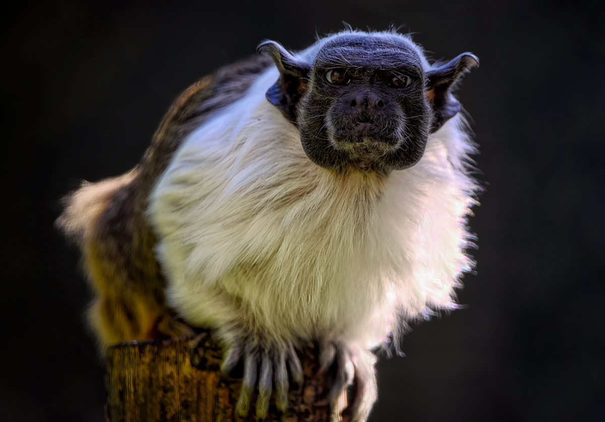 6 Fakta Unik Brazilian Bare-face Tamarin, Primata Berwajah Lugu