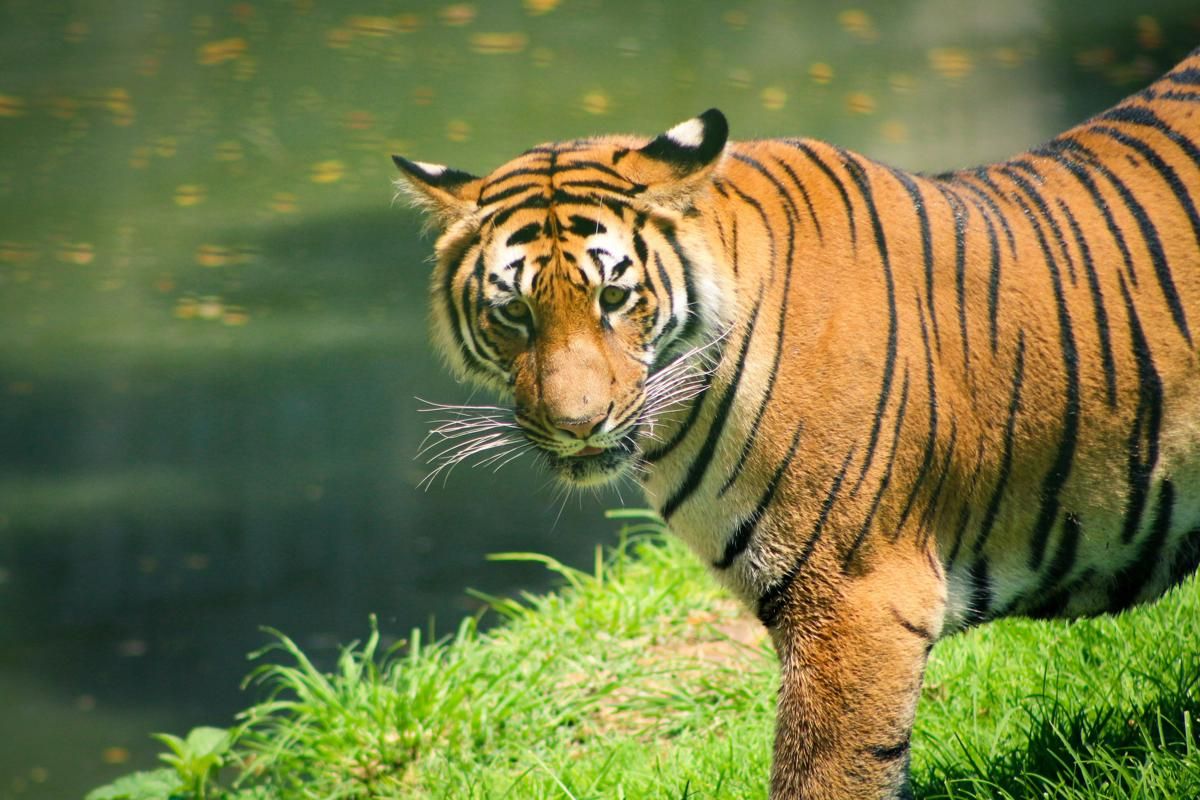 5 Perilaku Unik Hewan Buas di Habitat Aslinya yang Jarang Diketahui
