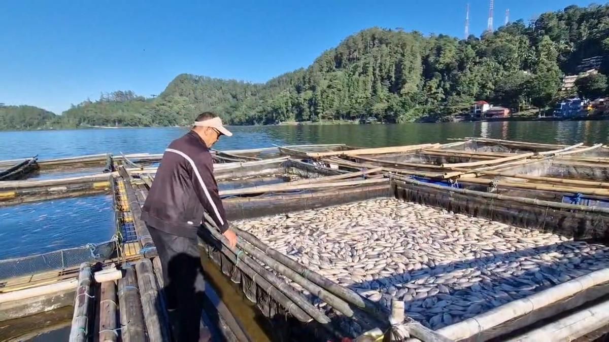 Ribuan Ikan Nila Mati Massal di Telaga Ngebel Ponorogo 