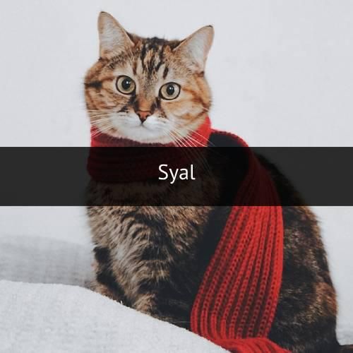kucing (pixabay.com)